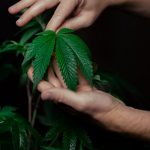 Marijuana store in Turin image_208.jpg