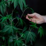 Marijuana store in Bielefeld image_220.jpg