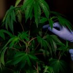 Weed delivery in Helsinki image_255.jpg