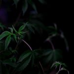 Marijuana delivery in Birmingham image_256.jpg