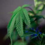 Marijuana shop in Plovdiv image_262.jpg