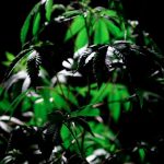 Buy weed in Siracusa image_265.jpg