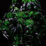 Weed shop in Prague image_266.jpg