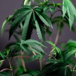 Weed delivery in Andorra image_305.jpg