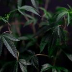 Buy cannabis in Debrecen image_306.jpg