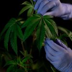 Buy THC vape in Nice image_309.jpg