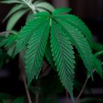 420 shop in Plovdiv image_315.jpg