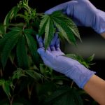 Buy weed in Rome image_370.jpg