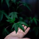 Cannabis delivery in Zurich image_446.jpg