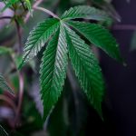 Buy THC marijuana in Kosice image_453.jpg