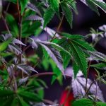 Buy the weed in Germany image_455.jpg