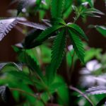 Marijuana store in Jurmala image_456.jpg