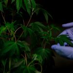 THC vapes delivery in Valladolid image_519.jpg