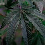 THC weed in Bochum image_527.jpg