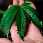 Cannabis shop in Thessaloniki image_528.jpg