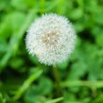 Buy THC cannabis in San Marino image_538.jpg