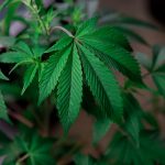 420 store in Debrecen image_568.jpg