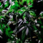 Buy marijuana in Salzburg image_569.jpg