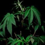 Weed shop in Leipzig image_570.jpg