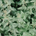 Buy THC vape in Budapest image_625.jpg