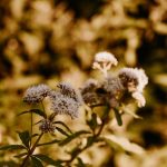 Cannabis delivery in Lodz image_642.jpg