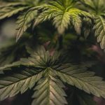 Cannabis shop in Nantes image_655.jpg