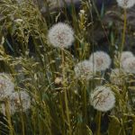 Buy the weed in Dresden image_661.jpg