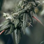 Buy THC vape in Cordoba image_666.jpg