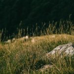 Weed shop in Stuttgart image_689.jpg