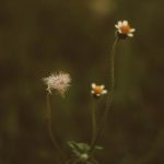 420 shop in Latvia image_710.jpg