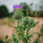 Buy THC marijuana in Galway image_716.jpg