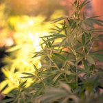 Marijuana store in Sheffield image_758.jpg