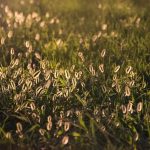 Buy hashish in Turin image_766.jpg