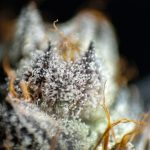 Marijuana delivery in Szczecin image_794.jpg