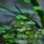 Marijuana delivery in Munster image_801.jpg