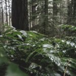 Buy the weed in Portugal image_809.jpg