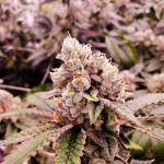 Cannabis store in Manchester image_813.jpg