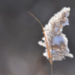 Cannabis store in Espoo image_825.jpg