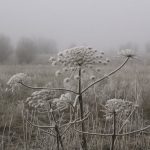 Marijuana shop in Bialystok image_831.jpg