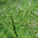 Marijuana delivery in Sheffield image_870.jpg