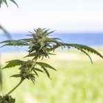 Cannabis delivery in Monte Carlo images10.jpg