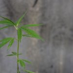 Buy THC marijuana in Dresden images100.jpg