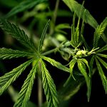 Marijuana shop in Belgrade images56.jpg