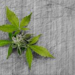 Buy weed in Milan images60.jpg