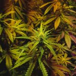 Marijuana shop in Crete images64.jpg