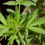 Marijuana delivery in Szeged images65.jpg