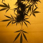 Cannabis delivery in Milan images69.jpg