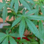 Buy hashish in Ostrava images76.jpg