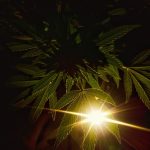 Marijuana delivery in Bielefeld images85.jpg