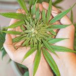 420 store in Luxembourg images9.jpg